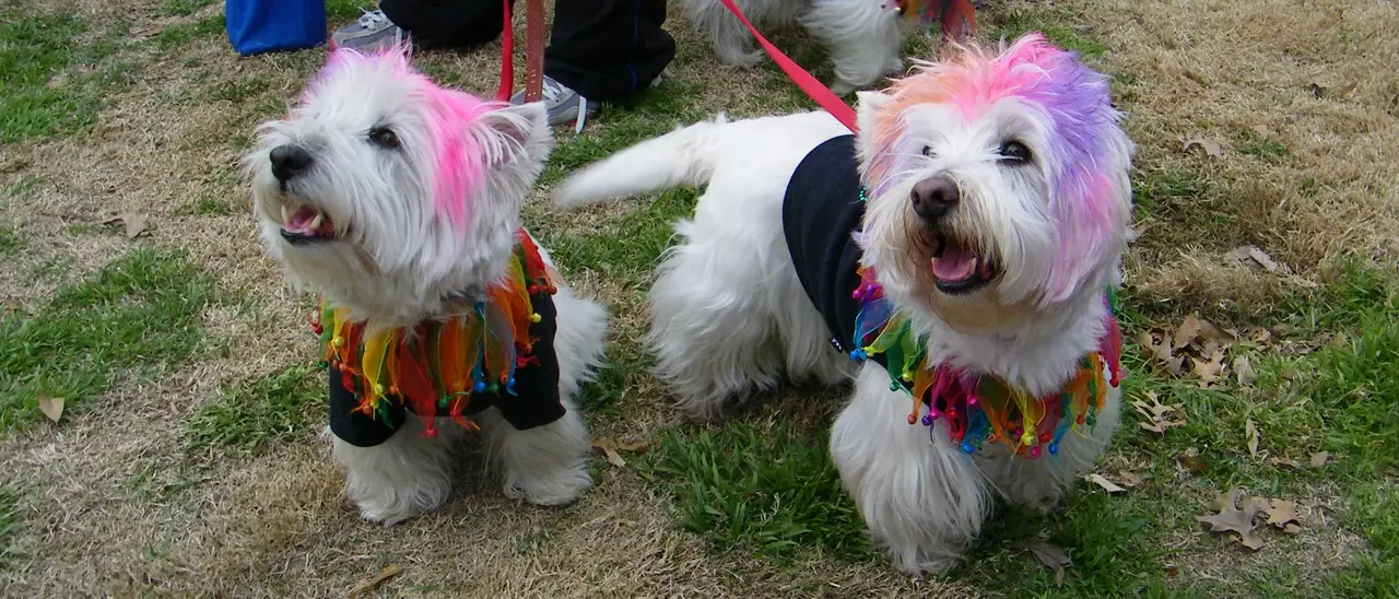 McKinney: A Fun Place for Dogs