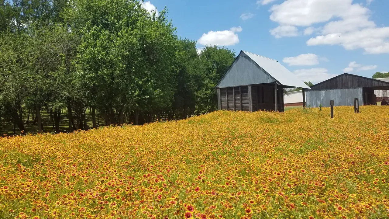 10 Activities for Families in McKinney This Spring
