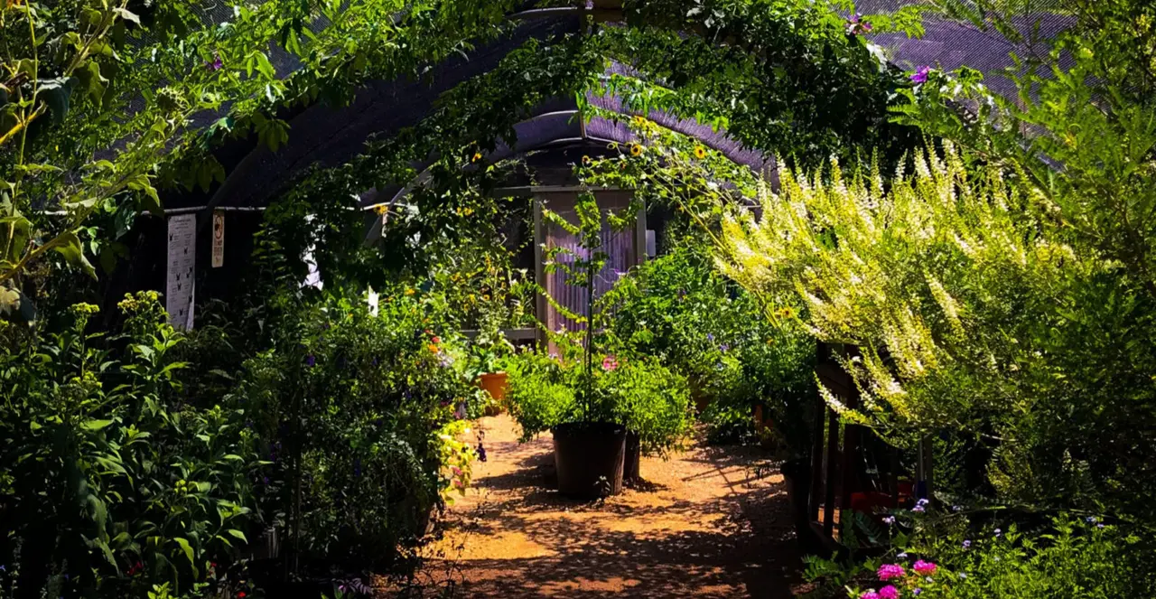 Experience Nature This Summer in McKinney