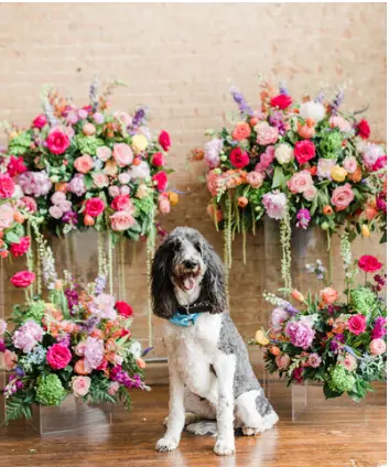 Black and white dog sitting in front of ornate floral arrangements with pink, red, and white flowers against brick wall