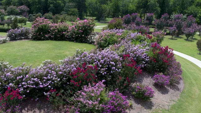 Pink, red, and purple crape myrtle bushes in a green park