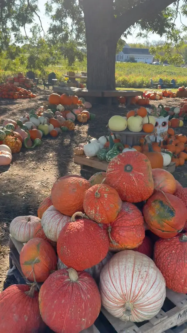 Your fall getaway needs a pumpkin patch. Make Sunset Trail Farm part of your McKinney plans for pumpkin picking, a kid-size hay maze, farm animals, pumpkin bowling, and fall photo spots. Little advent