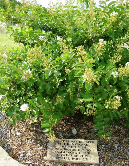 Original Crape Myrtle Tree at Park 2011