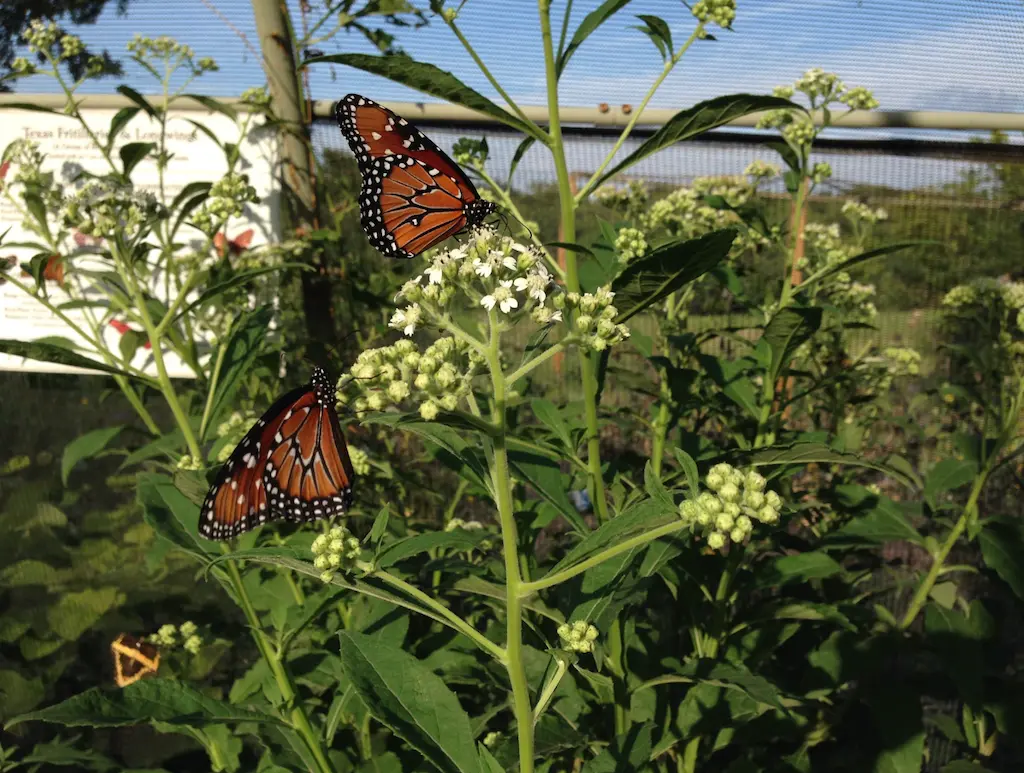 Monarch butterflies perched on milkweed plants with small white clustered flowers in a garden