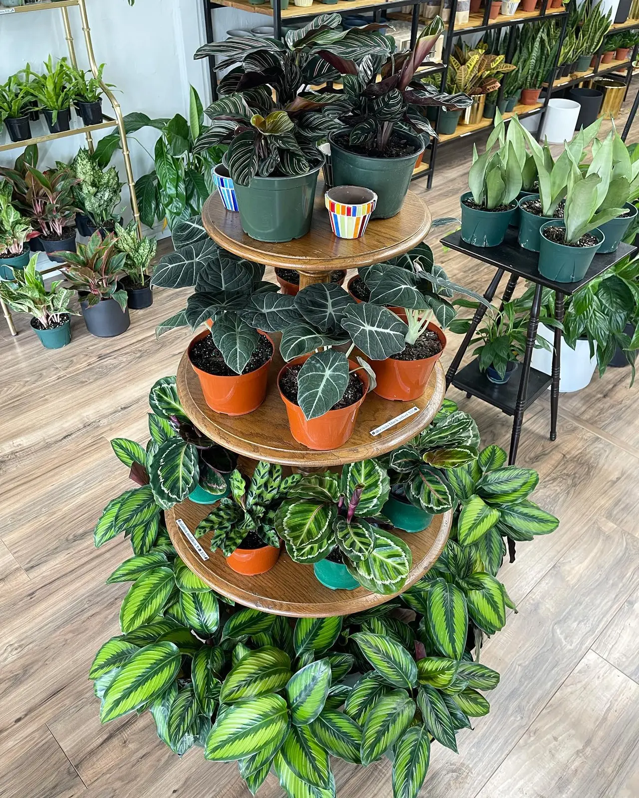 Tiered wooden display stand holding potted houseplants with variegated and dark foliage in orange and teal containers, surrounded by trailing plants with green