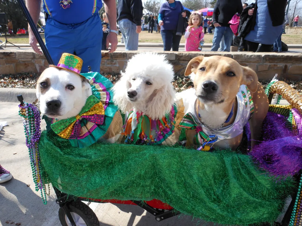 McKinney's Krewe of Barkus Dog Parade Turns 20!