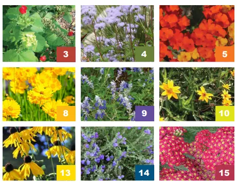 flower collage