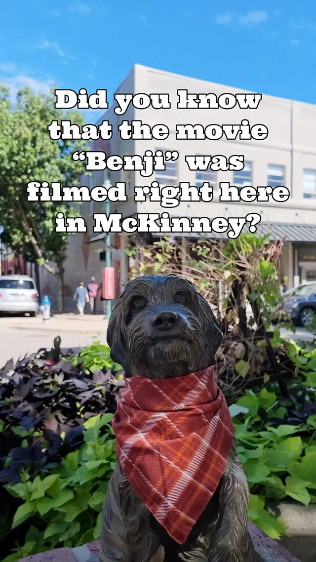 McKinney’s connection to Hollywood has four paws. Today marks 52 years since the premiere of Benji, filmed largely right here in McKinney. This lovable stray’s big-screen adventure is part of our home