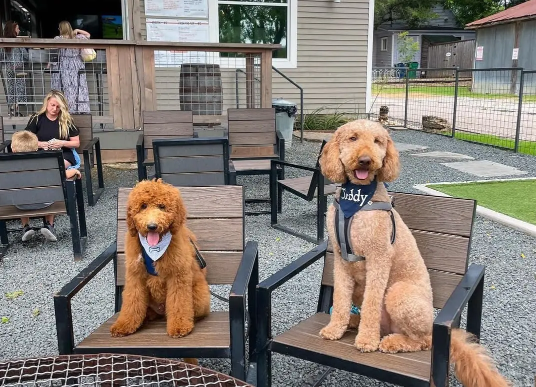 A dog-friendly patio in downtown McKinney