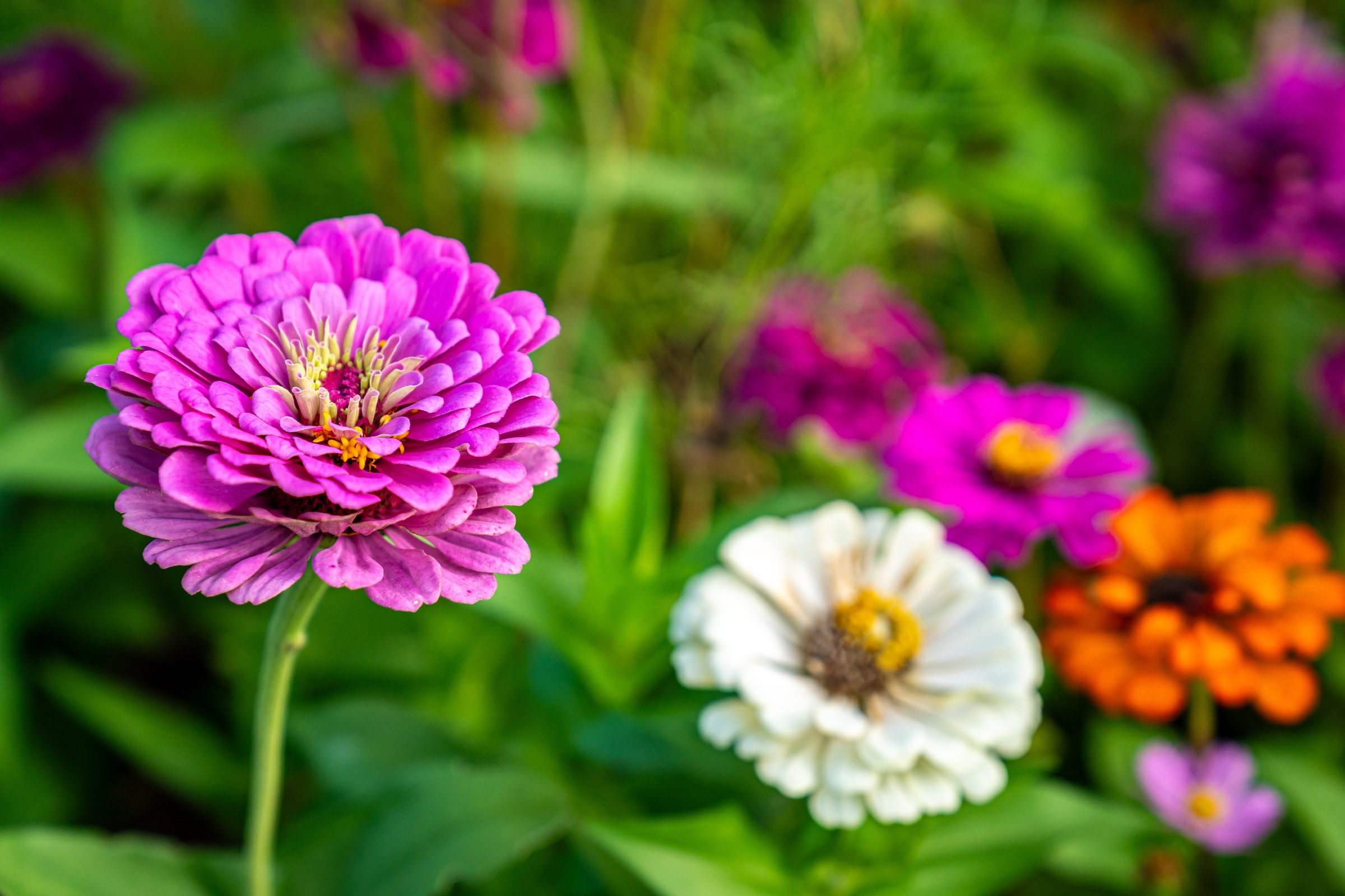 Pink, white, and orange zinnias in bloom in a McKinney garden